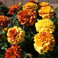 Marigold New World Strawberry Blonde Seed