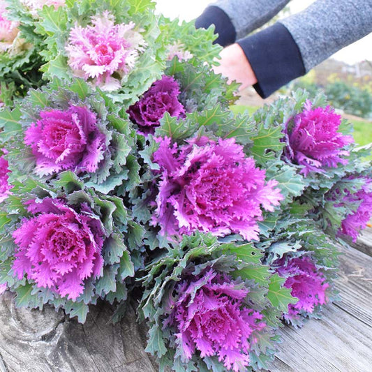 Ornamental Kale Crane Feather Queen F1 Seed