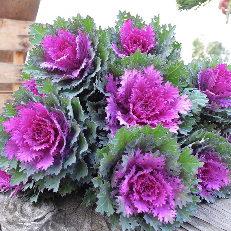Ornamental Kale Crane Feather Queen F1 Seed