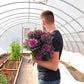 Ornamental Kale Crane Feather Queen F1 Seed