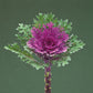 Ornamental Kale Crane Feather Queen F1 Seed