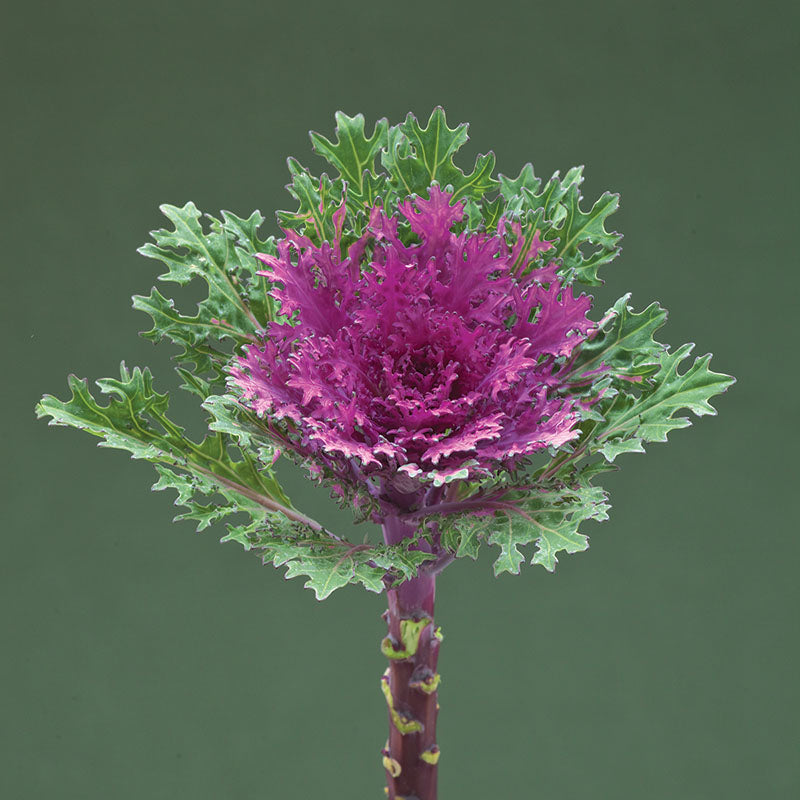 Ornamental Kale Crane Feather Queen F1 Seed