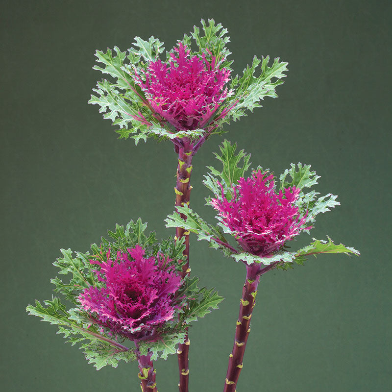 Ornamental Kale Crane Feather Queen F1 Seed