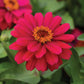 Zinnia Zahara Double Brilliant Mix Seed