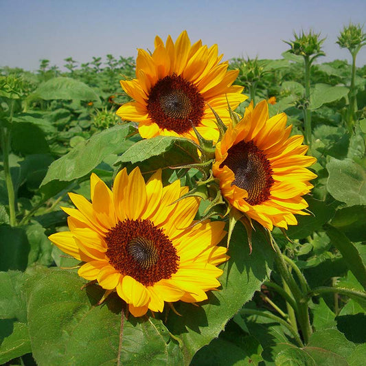 Sunflower Gold Rush F1 Seed
