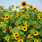 Sunflower Gold Rush F1 Seed