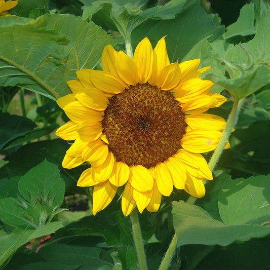 Sunflower Gold Rush F1 Seed