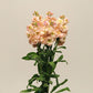 Stock Katz Apricot Seed