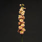 Stock Katz Apricot Seed
