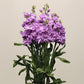 Stock Katz Lavender Blue Seed