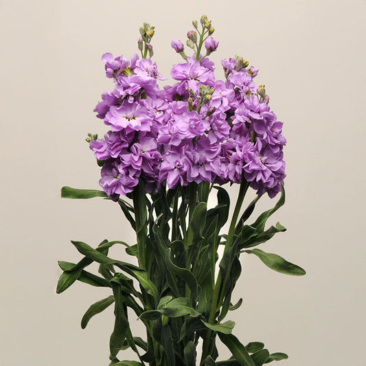 Stock Katz Lavender Blue Seed