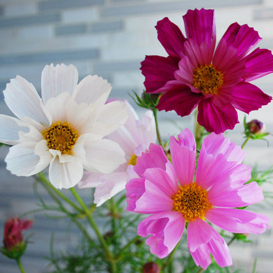 Cosmos Sea Shells Organic Seed