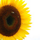 Sunflower Taiyo Organic Seed