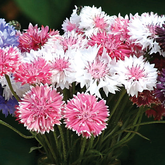 Centaurea Classic Romantic Mix Seed