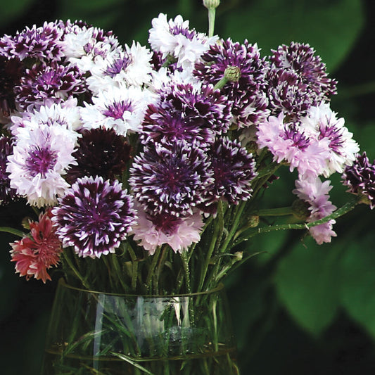 Centaurea Classic Magic Mix Seed