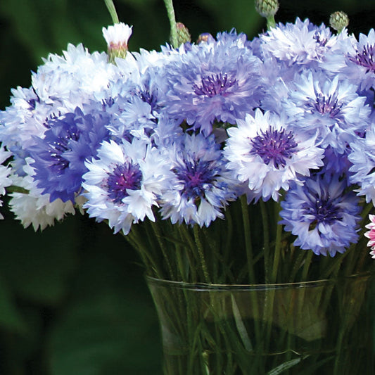 Centaurea Classic Fantastic Mix Seed