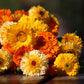 Calendula Kinglet Formula Mix Seed