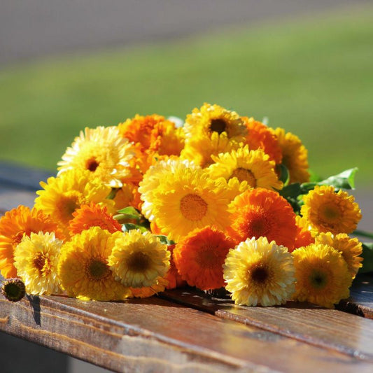Calendula Kinglet Formula Mix Seed