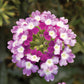 Verbena Obsession™ Cascade Twister Violet Seed