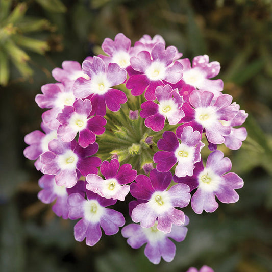 Verbena Obsession™ Cascade Twister Violet Seed