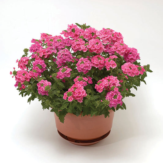 Verbena Obsession™ Cascade Pink Shades Seed