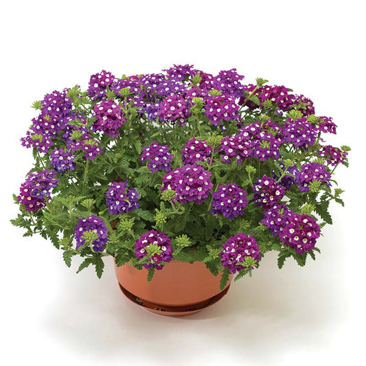 Verbena Obsession™ Cascade Purple Shades w/Eye Seed