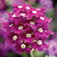 Verbena Obsession™ Cascade Purple Shades w/Eye Seed