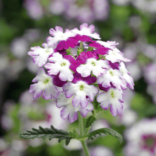 Verbena Obsession Twister Purple Seed