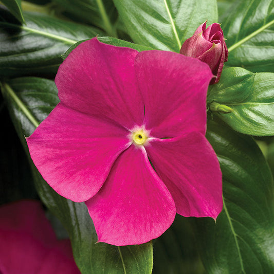 Vinca Cora Cascade Violet F1 Seed