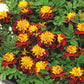Marigold Super Hero™ Spry Seed