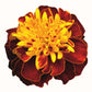 Marigold Super Hero™ Spry Seed
