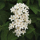 Pentas Lucky Star Mix F1 Seed