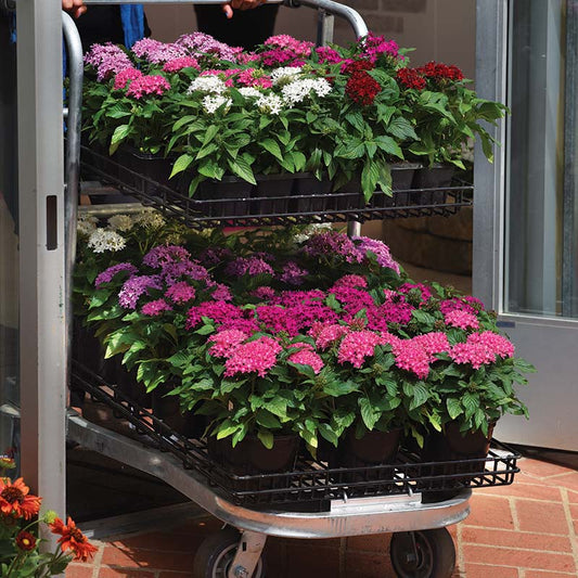 Pentas Lucky Star Mix F1 Seed