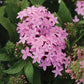 Pentas Lucky Star Mix F1 Seed