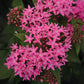 Pentas Lucky Star Mix F1 Seed