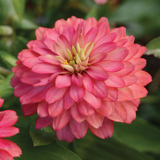 Zinnia Zahara Double Salmon Seed