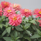 Zinnia Zahara Double Salmon Seed