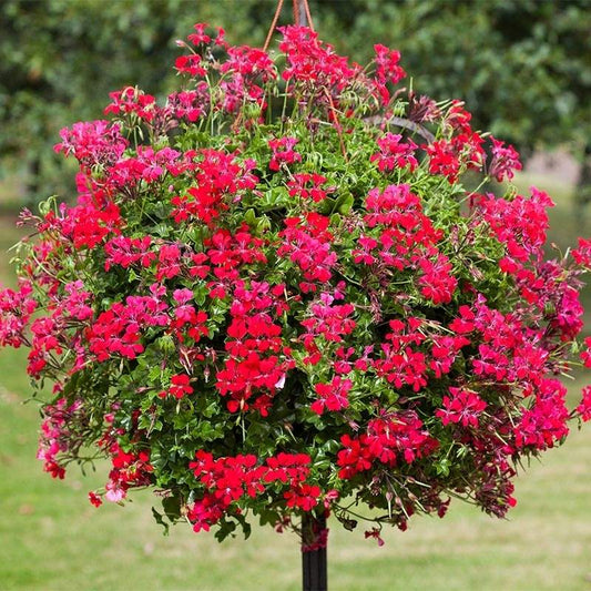 Geranium Reach Out Red F1 Seed