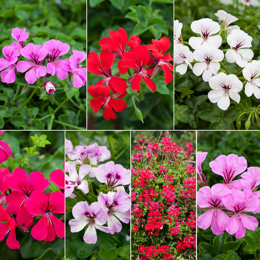 Geranium Reach Out Mix F1 Seed