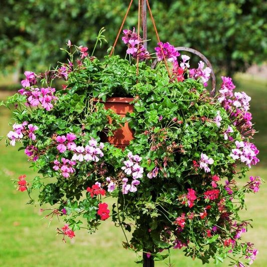 Geranium Reach Out Mix F1 Seed