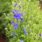Delphinium Jenny's Pearl Blue F1 Seed