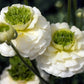 Ranunculus White Corms Bulbs Growing Bonsai Roots Rhizomes Tubers Potted Planting Reblooming Fragrant Garden Species Blooms Flower Seeds Plant Gardening