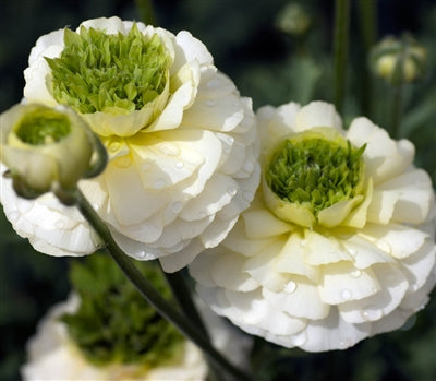 Ranunculus White Corms Bulbs Growing Bonsai Roots Rhizomes Tubers Potted Planting Reblooming Fragrant Garden Species Blooms Flower Seeds Plant Gardening