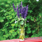 Salvia Big Blue Seed