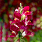 Snapdragon Snaptini Mix F1 Seed