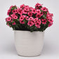 Vinca Tattoo™ Raspberry Seed