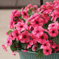 Vinca Tattoo™ Raspberry Seed
