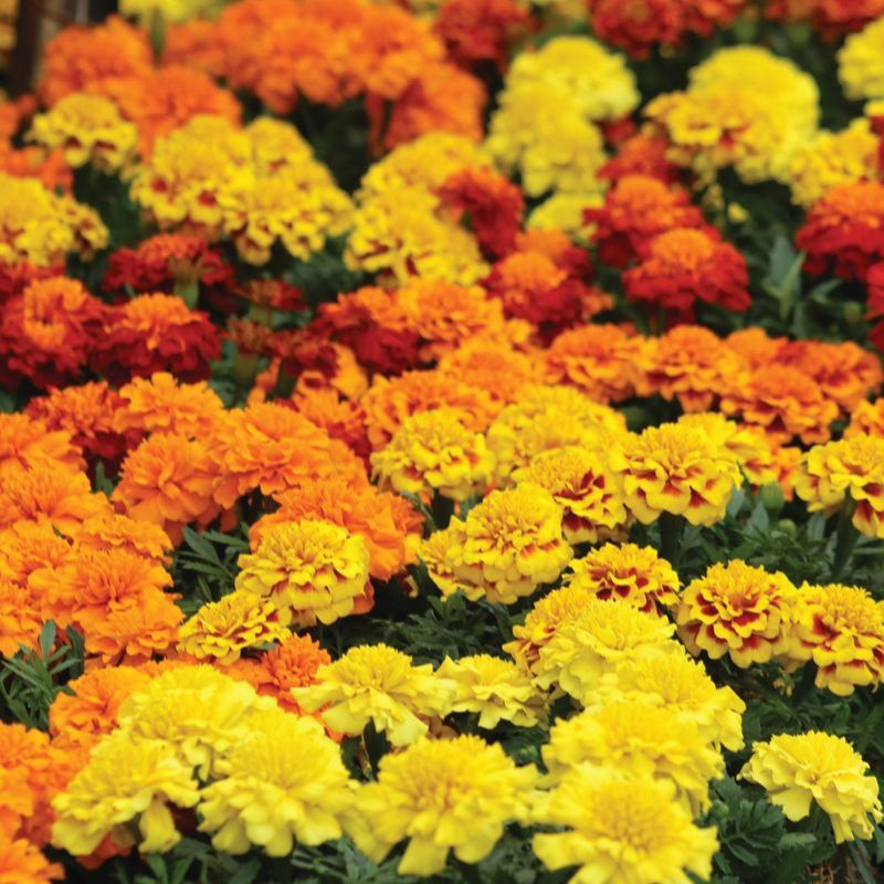 Marigold Super Hero™ Mix Seed
