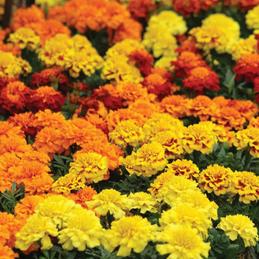 Marigold Super Hero™ Mix Seed