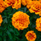 Marigold Super Hero™ Mix Seed